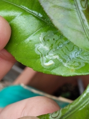 Phyllocnistis citrella