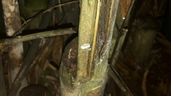 Mycena chlorophos