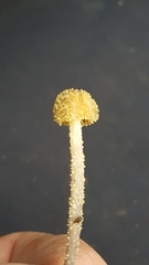 Neobarya agaricicola