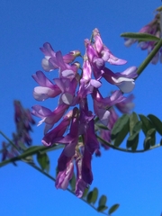 Vicia villosa