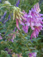 Vicia villosa