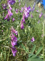 Vicia villosa