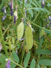 Vicia villosa