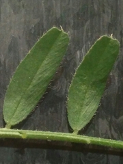 Vicia villosa