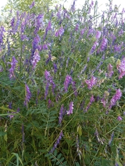 Vicia villosa