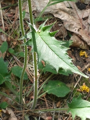 hawkweed (Hieracium): origin and uses — photo 2