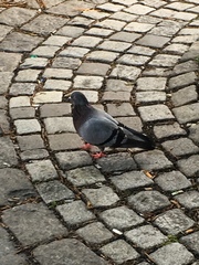 Columba livia domestica