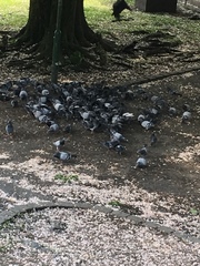 Columba livia domestica