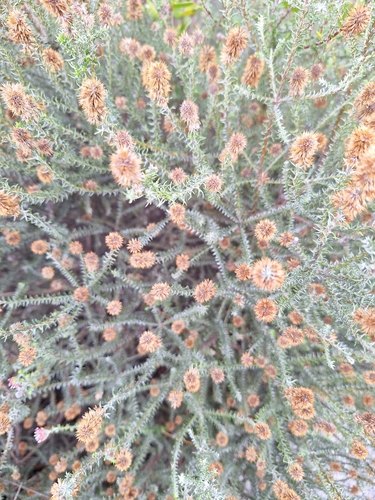 Image of Seriphium incanum by (c) Adele SL, some rights reserved (CC BY)