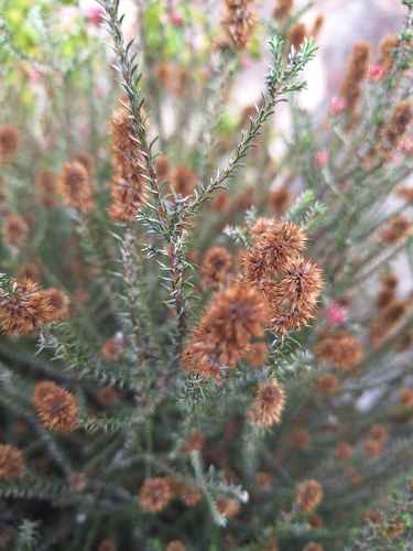 Image of Seriphium incanum by (c) Adele SL, some rights reserved (CC BY)