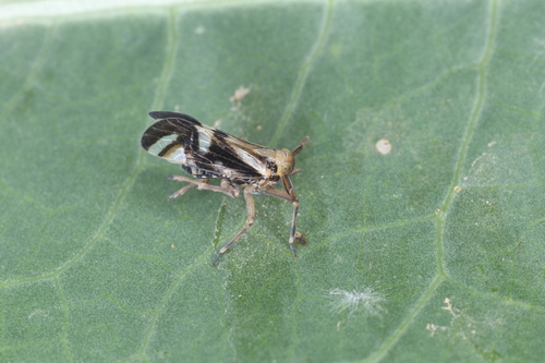 Delphax crassicornis