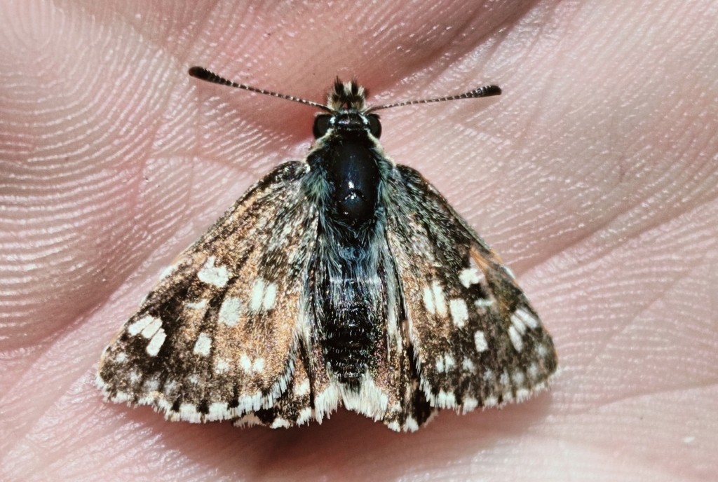 Barbary Skipper
