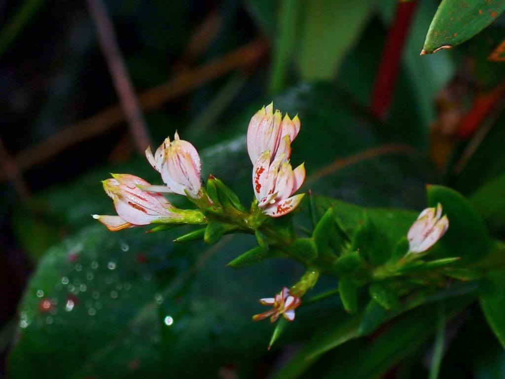 Falcatifolium gruezoi