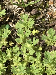 Alchemilla arvensis