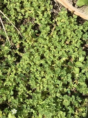Alchemilla arvensis