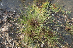 Fimbristylis sieboldii