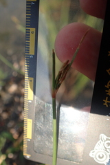 Fimbristylis sieboldii