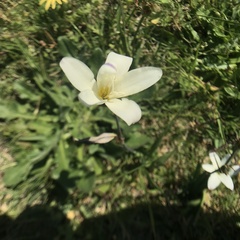Sparaxis grandiflora