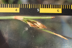 Fimbristylis sieboldii