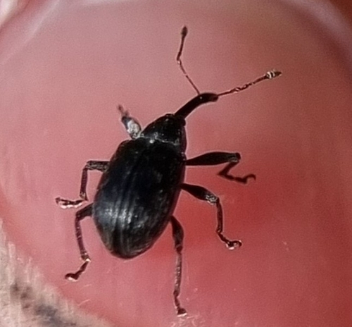 Strawberry blossom weevil, 1792 BD Oudeschild, Nederland, photo 4 of 10