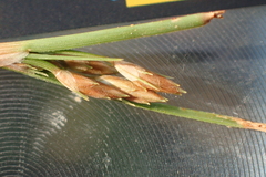 Fimbristylis sieboldii