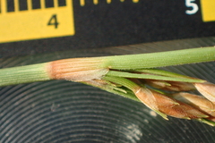 Fimbristylis sieboldii