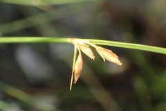 Fimbristylis sieboldii