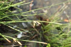 Fimbristylis sieboldii