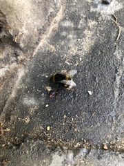 Bombus