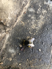 Bombus