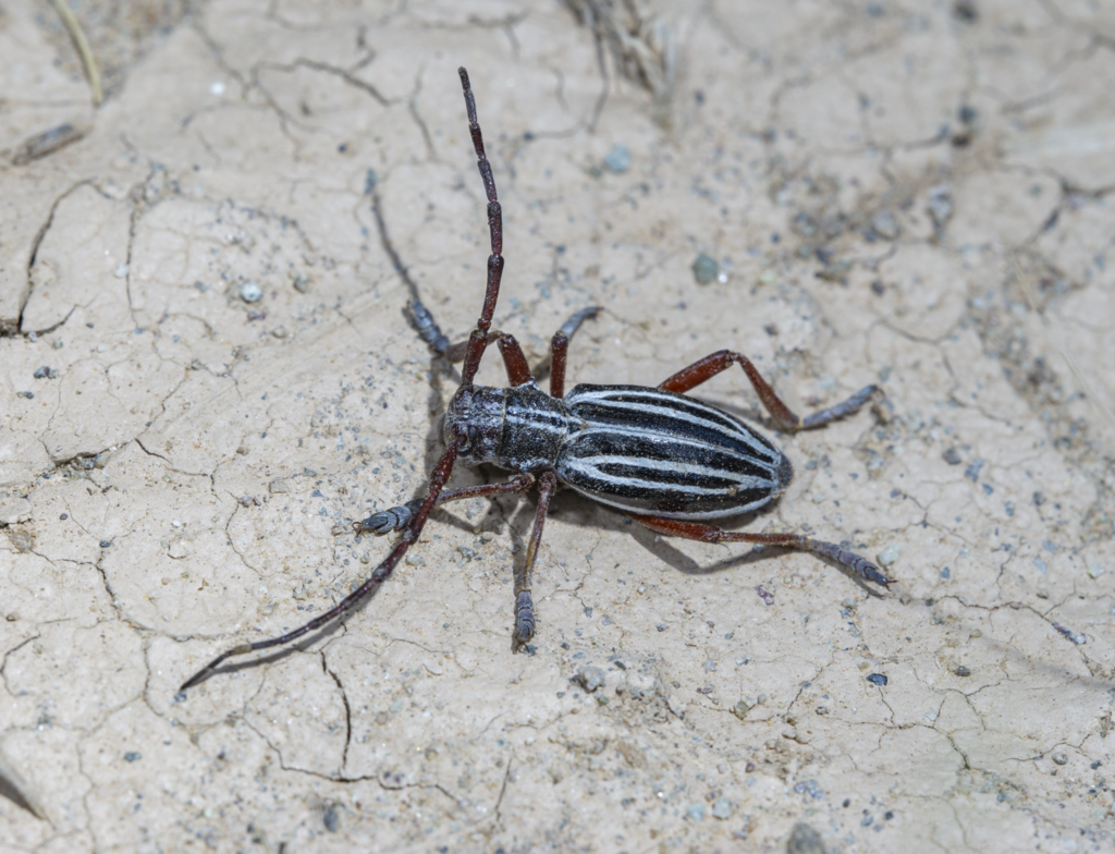 Eodorcadion multicarinatum