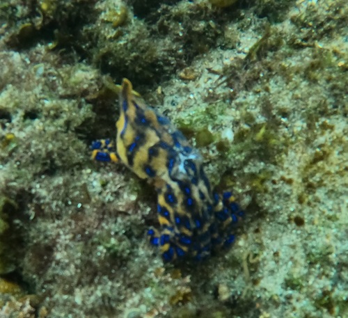 ヒョウモンダコの写真