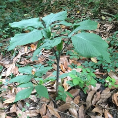 Arisaema triphyllum