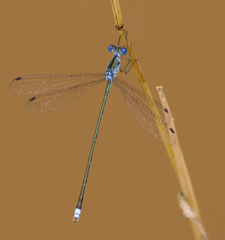 Lestes elatus