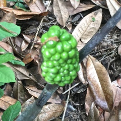 Arisaema triphyllum