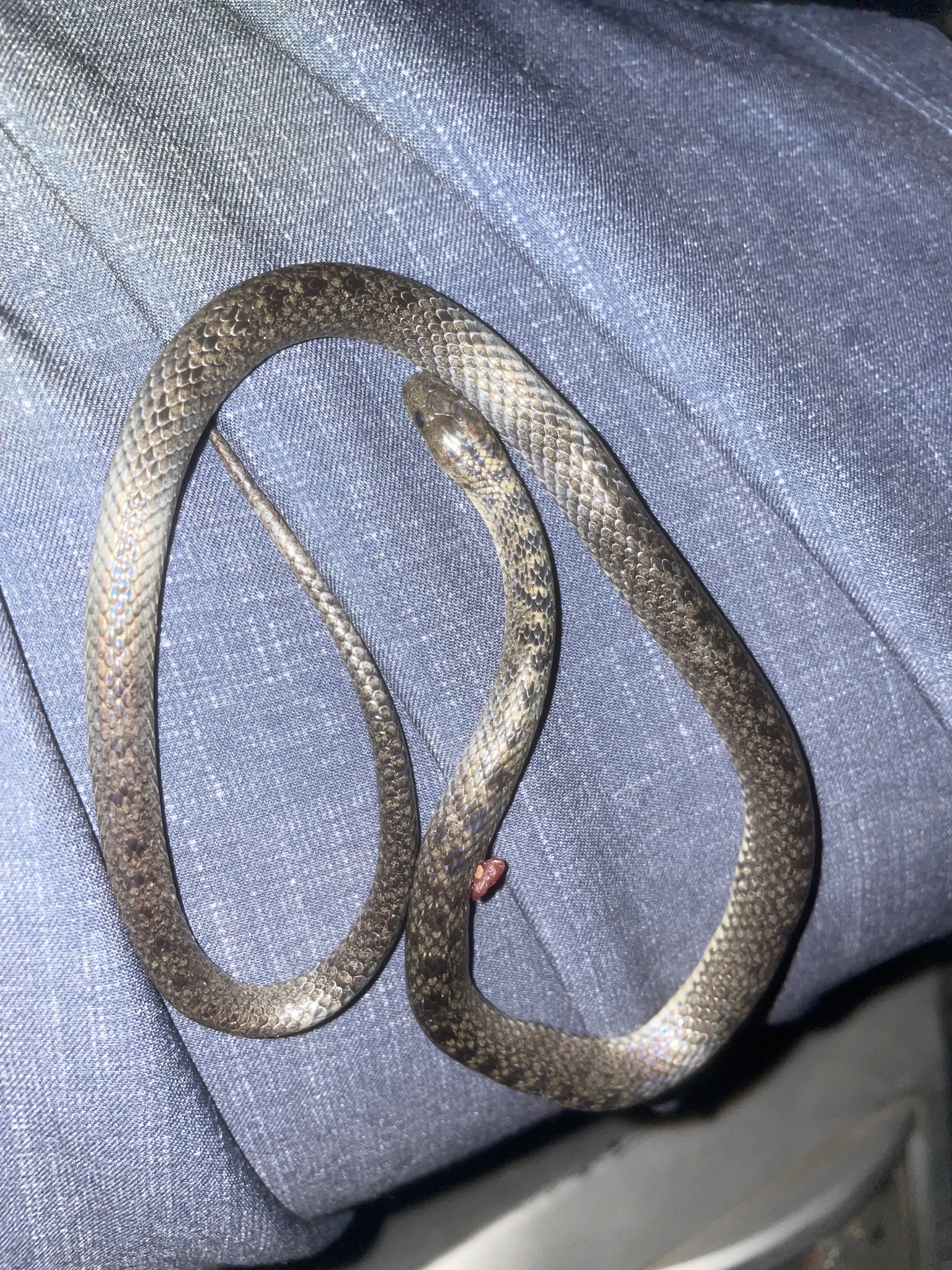 Black-Banded Earth Snake photo 2