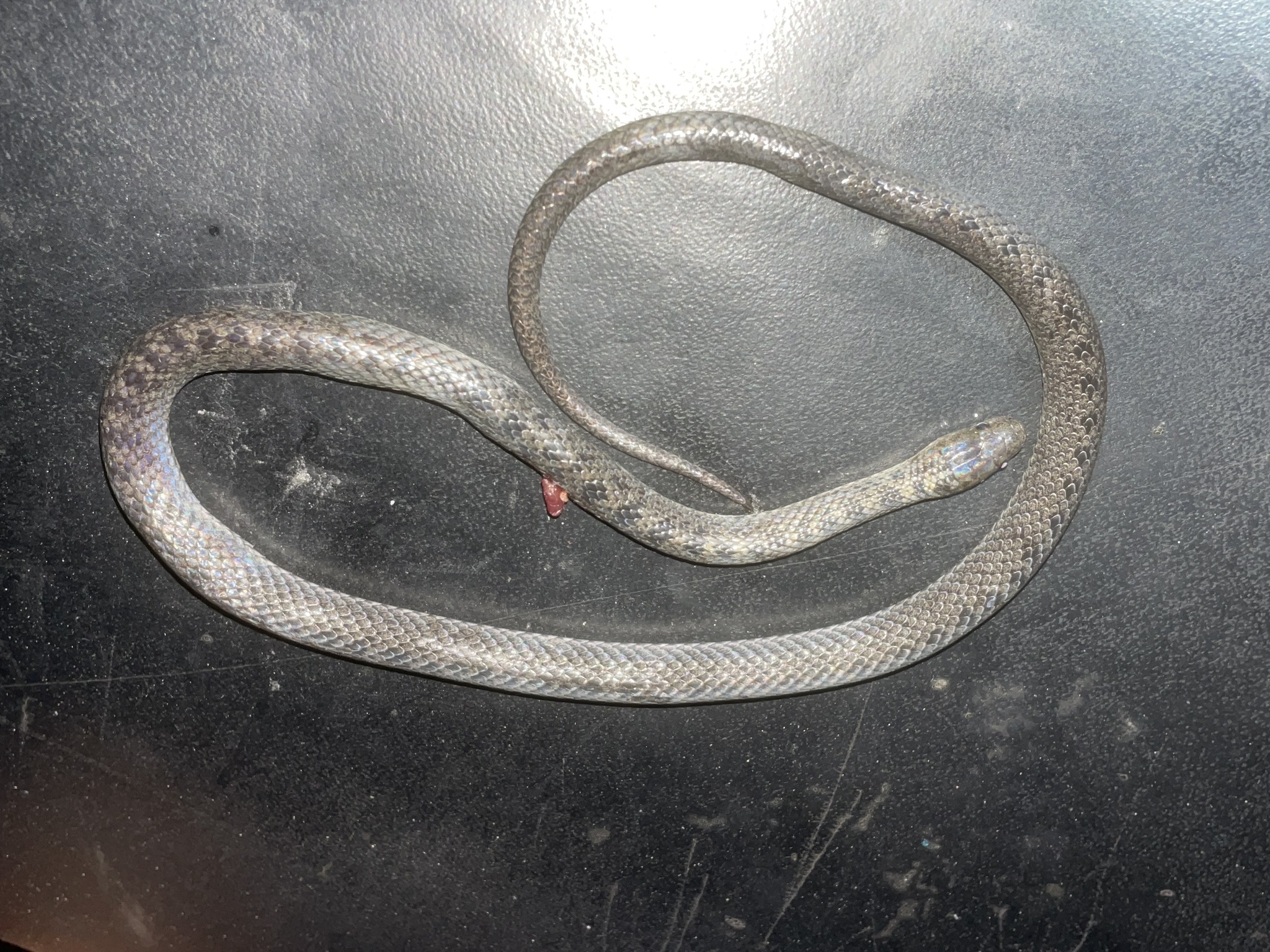 Black-Banded Earth Snake photo 3