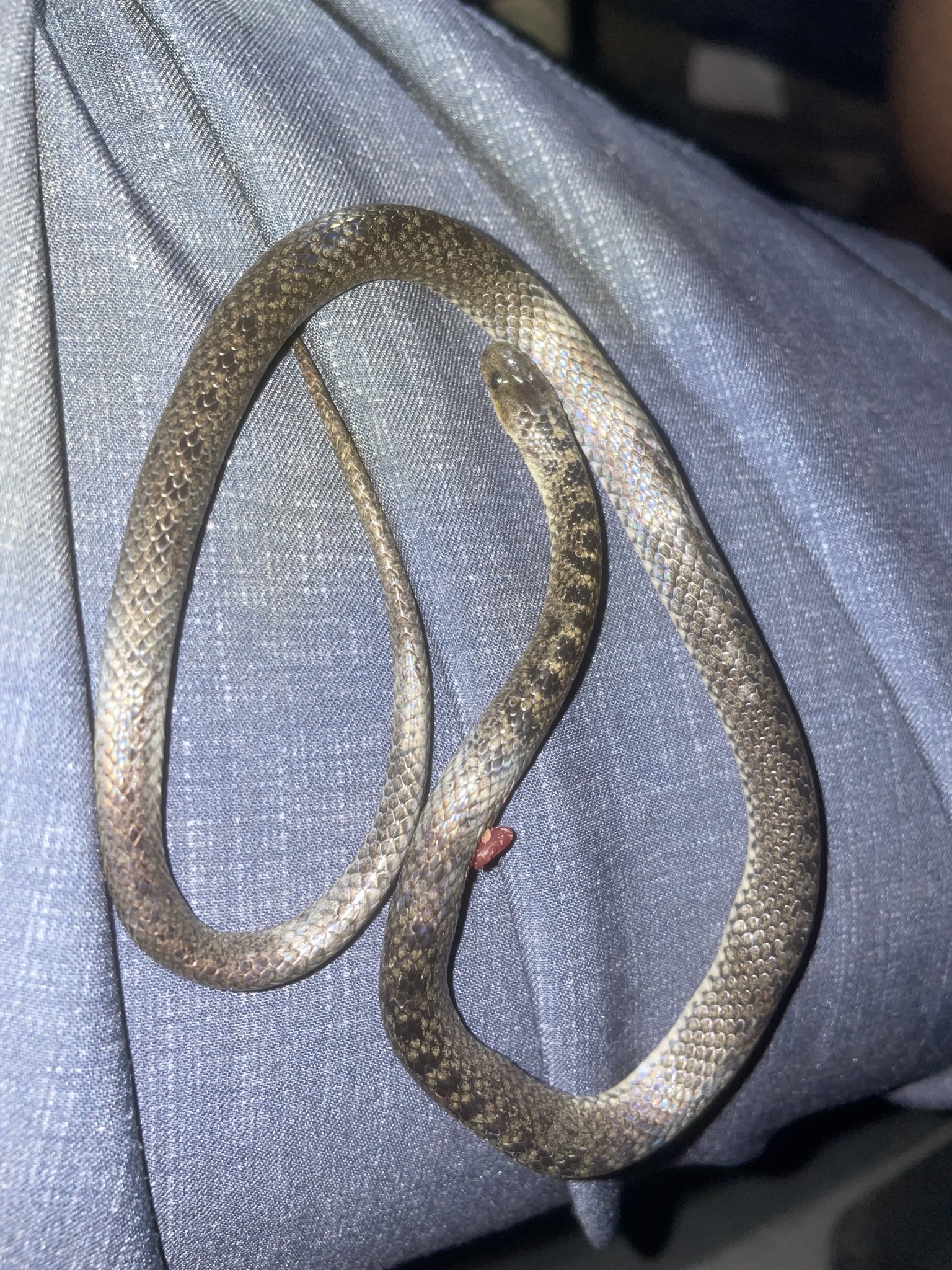 Black-Banded Earth Snake photo 4