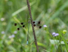 Orolestes octomaculatus