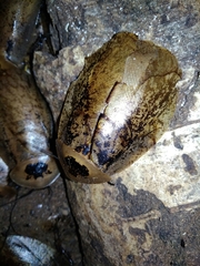 Archimandrita tessellata