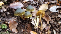 Cortinarius lachanus