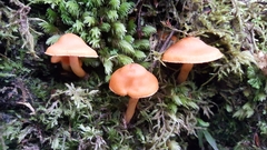 Cortinarius veronicae