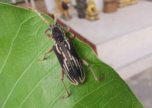 Xoanodera striata, 2024-06-19