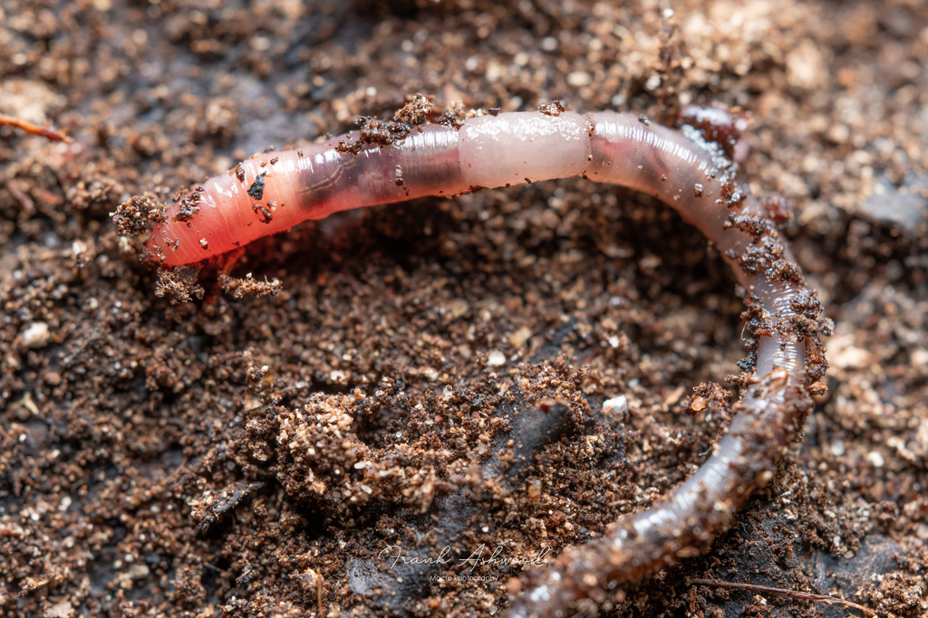 Earthworm