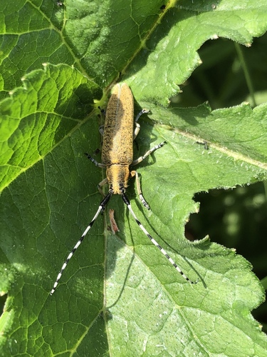 Golden-bloomed Longhorn Beetle, Poelweg 3–15, Grijpskerk, Groningen, NL, photo 9 of 10