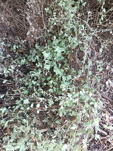 Helichrysum petiolare