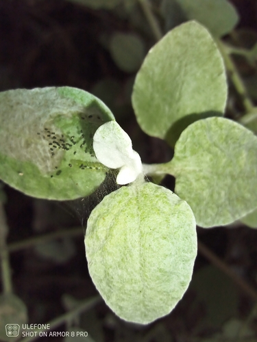 Helichrysum petiolare