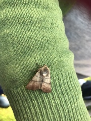 Charanyca trigrammica