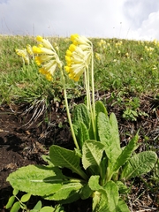Primula veris macrocalyx