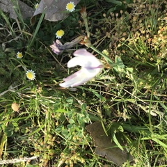 Sparaxis grandiflora